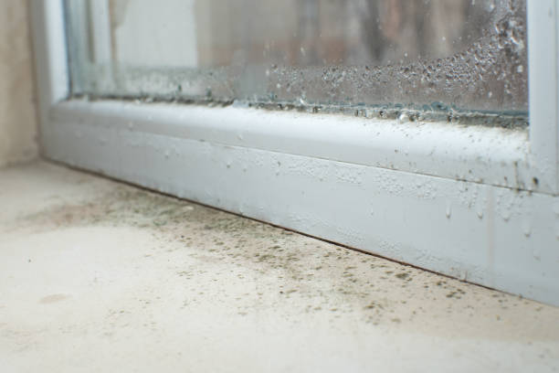 Best Attic Mold Removal  in Osceola Mills, PA